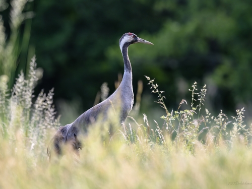 Żuraw (ang. Common Crane, łac. Grus grus) - 7080 - Fotografia Przyrodnicza - WlodekSmardz.pl