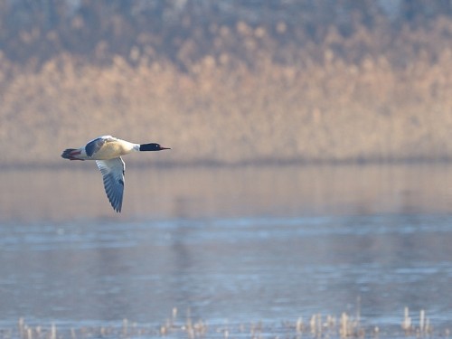 Nurogęś (ang. Common Merganser, łac. Mergus merganser)- Fotografia Przyrodnicza - WlodekSmardz.pl