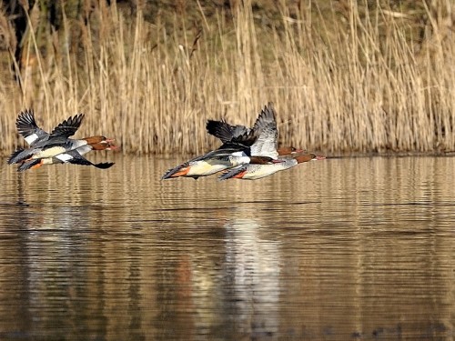 Nurogęś (ang. Common Merganser, łac. Mergus merganser)- Fotografia Przyrodnicza - WlodekSmardz.pl