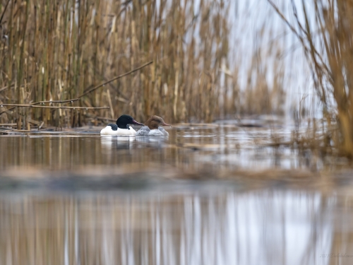 Nurogęś (ang. Common Merganser, łac. Mergus merganser)- 3708- Fotografia Przyrodnicza - WlodekSmardz.pl