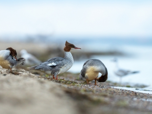 Nurogęś (ang. Common Merganser, łac. Mergus merganser)- 4868- Fotografia Przyrodnicza - WlodekSmardz.pl