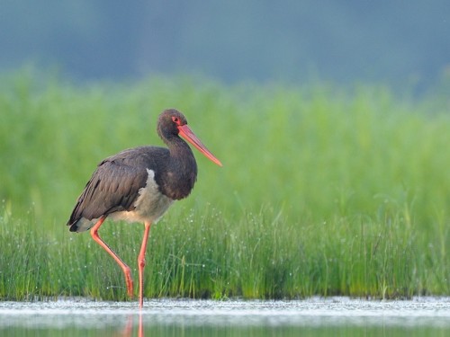 Bocian czarny (ang. Black Stork, łac. Ciconia nigra) - 9398- Fotografia Przyrodnicza - WlodekSmardz.pl