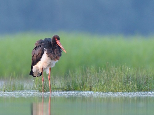 Bocian czarny (ang. Black Stork, łac. Ciconia nigra) - 9355- Fotografia Przyrodnicza - WlodekSmardz.pl