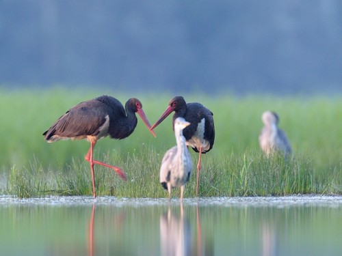 Bocian czarny (ang. Black Stork, łac. Ciconia nigra) - 9327- Fotografia Przyrodnicza - WlodekSmardz.pl
