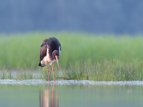 Bocian czarny (ang. Black Stork, łac. Ciconia nigra) - 9353- Fotografia Przyrodnicza - WlodekSmardz.pl