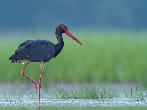 Bocian czarny (ang. Black Stork, łac. Ciconia nigra) - 9409- Fotografia Przyrodnicza - WlodekSmardz.pl