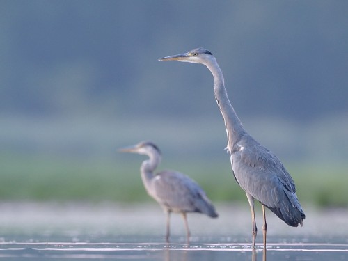 Czapla siwa (ang. Grey Heron, łac. Ardea cinerea) - 9307- Fotografia Przyrodnicza - WlodekSmardz.pl