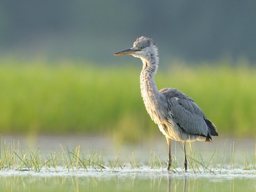 Czapla siwa (ang. Grey Heron, łac. Ardea cinerea) - 9486- Fotografia Przyrodnicza - WlodekSmardz.pl
