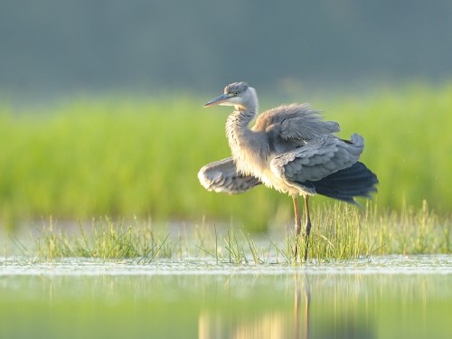 Czapla siwa (ang. Grey Heron, łac. Ardea cinerea) - 9510- Fotografia Przyrodnicza - WlodekSmardz.pl