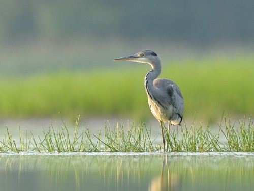 Czapla siwa (ang. Grey Heron, łac. Ardea cinerea) - 9525- Fotografia Przyrodnicza - WlodekSmardz.pl