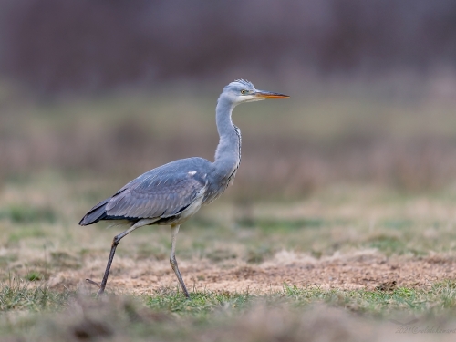 Czapla siwa (ang. Grey Heron, łac. Ardea cinerea) - 6577- Fotografia Przyrodnicza - WlodekSmardz.pl