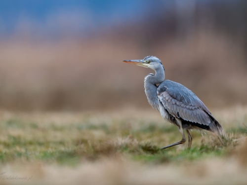 Czapla siwa (ang. Grey Heron, łac. Ardea cinerea) - 7355- Fotografia Przyrodnicza - WlodekSmardz.pl