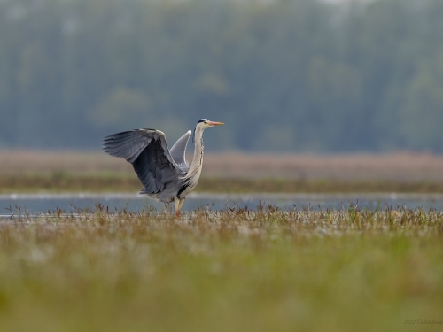 Czapla siwa (ang. Grey Heron, łac. Ardea cinerea) - 4610- Fotografia Przyrodnicza - WlodekSmardz.pl