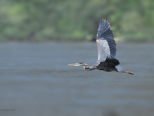 Czapla siwa (ang. Grey Heron, łac. Ardea cinerea) - 7392- Fotografia Przyrodnicza - WlodekSmardz.pl