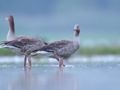Gęgawa (ang. Greylag Goose, łac. Anser anser) - 9630- Fotografia Przyrodnicza - WlodekSmardz.pl