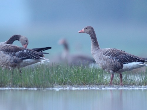 Gęgawa (ang. Greylag Goose, łac. Anser anser) - 9448- Fotografia Przyrodnicza - WlodekSmardz.pl
