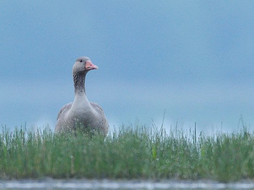 Gęgawa (ang. Greylag Goose, łac. Anser anser) - 9700- Fotografia Przyrodnicza - WlodekSmardz.pl