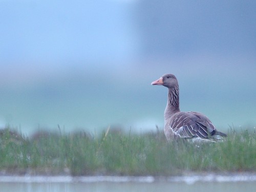 Gęgawa (ang. Greylag Goose, łac. Anser anser) - 9661- Fotografia Przyrodnicza - WlodekSmardz.pl