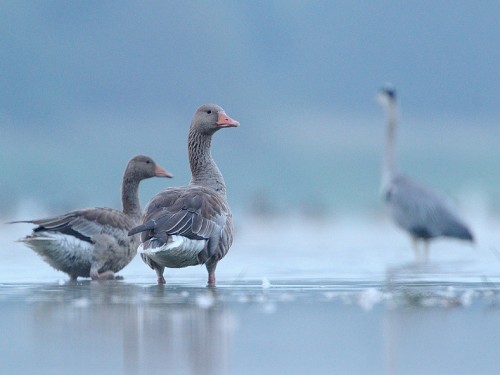 Gęgawa (ang. Greylag Goose, łac. Anser anser) - 9687- Fotografia Przyrodnicza - WlodekSmardz.pl