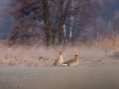 Gęgawa (ang. Greylag Goose, łac. Anser anser) - 3360- Fotografia Przyrodnicza - WlodekSmardz.pl