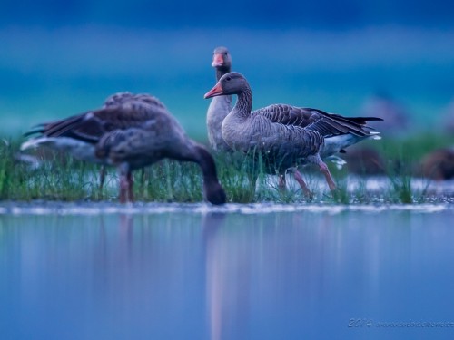 Gęgawa (ang. Greylag Goose, łac. Anser anser) - 9629- Fotografia Przyrodnicza - WlodekSmardz.pl