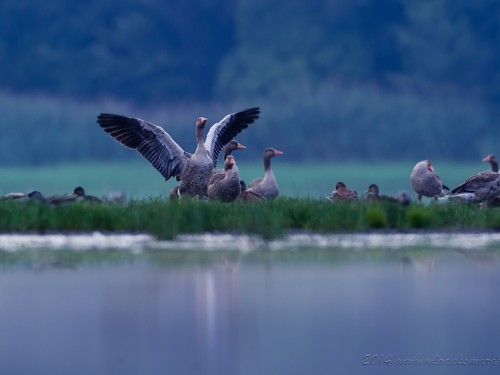 Gęgawa (ang. Greylag Goose, łac. Anser anser) - 9734- Fotografia Przyrodnicza - WlodekSmardz.pl
