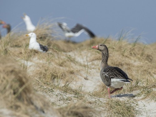 Gęgawa (ang. Greylag Goose, łac. Anser anser) - 9614- Fotografia Przyrodnicza - WlodekSmardz.pl