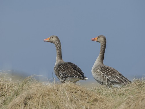 Gęgawa (ang. Greylag Goose, łac. Anser anser) - 9645- Fotografia Przyrodnicza - WlodekSmardz.pl