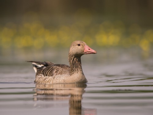 Gęgawa (ang. Greylag Goose, łac. Anser anser) - 4694- Fotografia Przyrodnicza - WlodekSmardz.pl