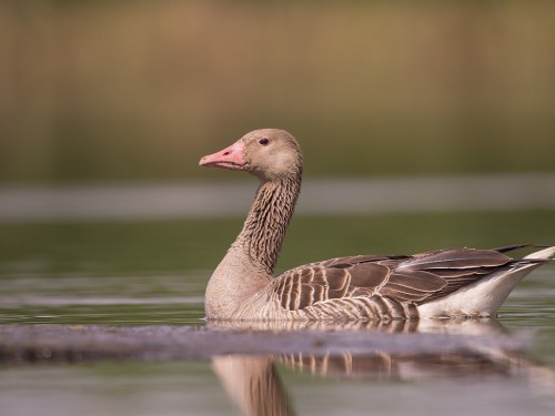 Gęgawa (ang. Greylag Goose, łac. Anser anser) - 4739- Fotografia Przyrodnicza - WlodekSmardz.pl