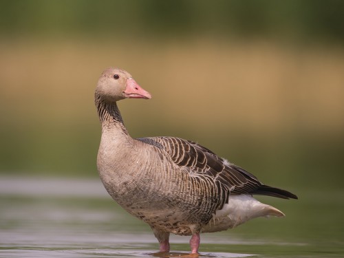 Gęgawa (ang. Greylag Goose, łac. Anser anser) - 4776- Fotografia Przyrodnicza - WlodekSmardz.pl