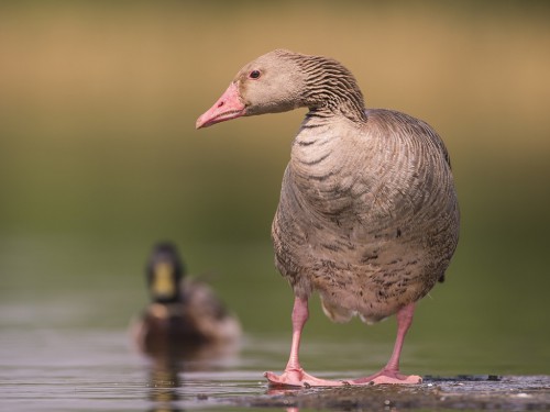 Gęgawa (ang. Greylag Goose, łac. Anser anser) - 4784- Fotografia Przyrodnicza - WlodekSmardz.pl