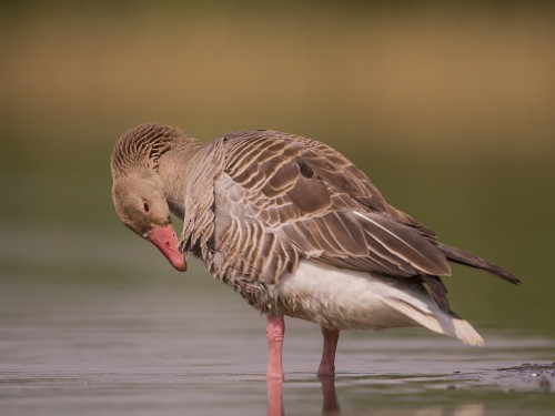 Gęgawa (ang. Greylag Goose, łac. Anser anser) - 7996- Fotografia Przyrodnicza - WlodekSmardz.pl