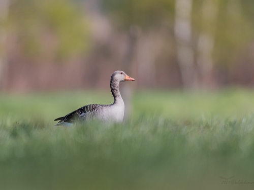 Gęgawa (ang. Greylag Goose, łac. Anser anser) - 2108- Fotografia Przyrodnicza - WlodekSmardz.pl