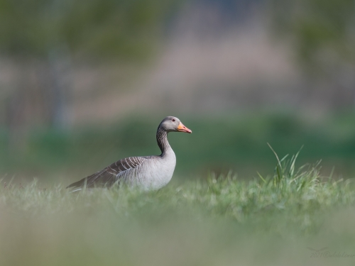 Gęgawa (ang. Greylag Goose, łac. Anser anser) - 2133- Fotografia Przyrodnicza - WlodekSmardz.pl
