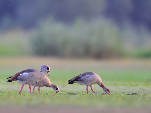 Gęsiówka egipska (ang. Egyptian Goose, łąc. Alopochen aegyptiaca) - 9357- Fotografia Przyrodnicza - WlodekSmardz.pl