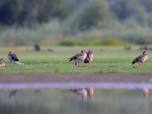 Gęsiówka egipska (ang. Egyptian Goose, łąc. Alopochen aegyptiaca) - 9338- Fotografia Przyrodnicza - WlodekSmardz.pl