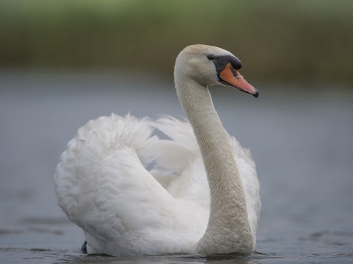 Łabędź niemy (ang. Mute Swan, łac. Cygnus olor) - 1171- Fotografia Przyrodnicza - WlodekSmardz.pl