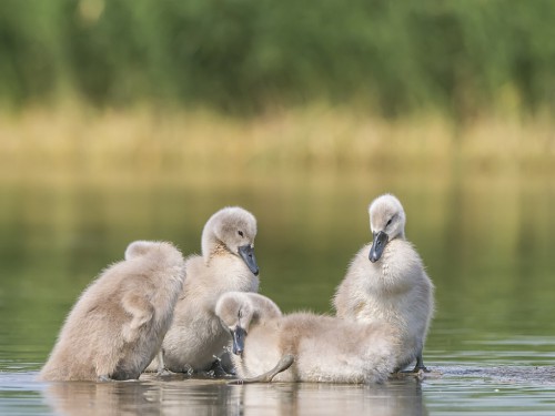 Łabędź niemy (ang. Mute Swan, łac. Cygnus olor) - 4340- Fotografia Przyrodnicza - WlodekSmardz.pl