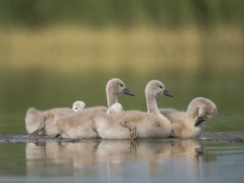 Łabędź niemy (ang. Mute Swan, łac. Cygnus olor) - 4815- Fotografia Przyrodnicza - WlodekSmardz.pl