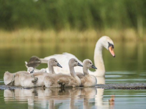 Łabędź niemy (ang. Mute Swan, łac. Cygnus olor) - 4838- Fotografia Przyrodnicza - WlodekSmardz.pl