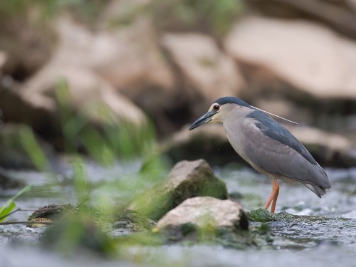 Ślepowron (ang. Black-crowned Night-Heron, łac. Nycticorax nycticorax) - 2316- Fotografia Przyrodnicza - WlodekSmardz.pl