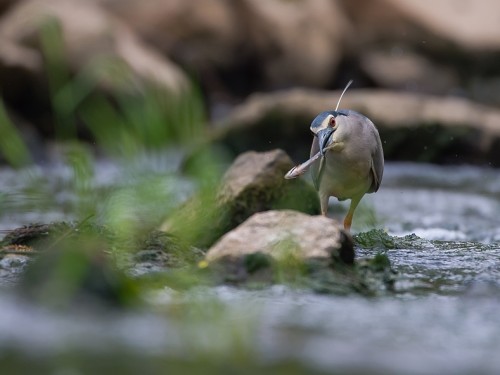 Ślepowron (ang. Black-crowned Night-Heron, łac. Nycticorax nycticorax) - 2350- Fotografia Przyrodnicza - WlodekSmardz.pl