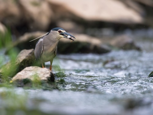 Ślepowron (ang. Black-crowned Night-Heron, łac. Nycticorax nycticorax) - 2357- Fotografia Przyrodnicza - WlodekSmardz.pl