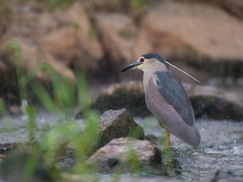 Ślepowron (ang. Black-crowned Night-Heron, łac. Nycticorax nycticorax) - 2416- Fotografia Przyrodnicza - WlodekSmardz.pl