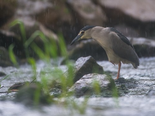 Ślepowron (ang. Black-crowned Night-Heron, łac. Nycticorax nycticorax) - 2442- Fotografia Przyrodnicza - WlodekSmardz.pl