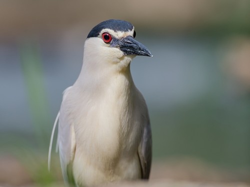 Ślepowron (ang. Black-crowned Night-Heron, łac. Nycticorax nycticorax) - 2264- Fotografia Przyrodnicza - WlodekSmardz.pl