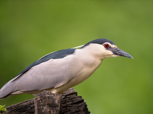 Ślepowron (ang. Black-crowned Night-Heron, łac. Nycticorax nycticorax) - 2249- Fotografia Przyrodnicza - WlodekSmardz.pl