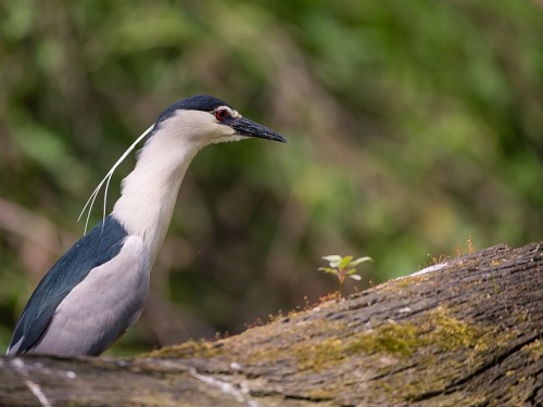 Ślepowron (ang. Black-crowned Night-Heron, łac. Nycticorax nycticorax) - 2275- Fotografia Przyrodnicza - WlodekSmardz.pl