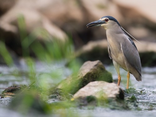 Ślepowron (ang. Black-crowned Night-Heron, łac. Nycticorax nycticorax) - 2364- Fotografia Przyrodnicza - WlodekSmardz.pl